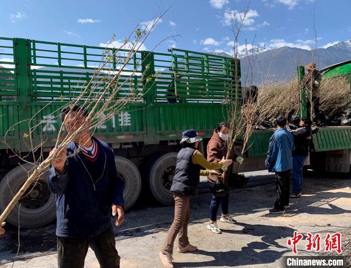 民眾搬運(yùn)苗木?！〔际忻⒖悼h委宣傳部供圖