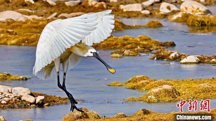 圖為白琵鷺?！黎?攝