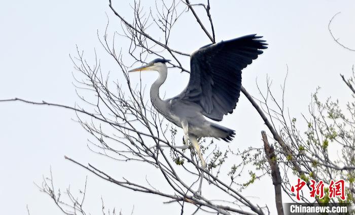 蒼鷺在覓食嬉戲?！“苍?攝