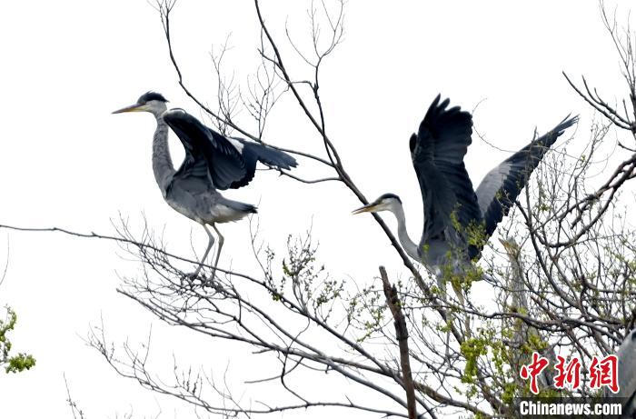 蒼鷺在覓食嬉戲?！“苍?攝