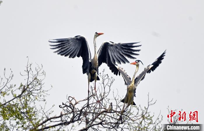 蒼鷺在覓食嬉戲?！“苍?攝