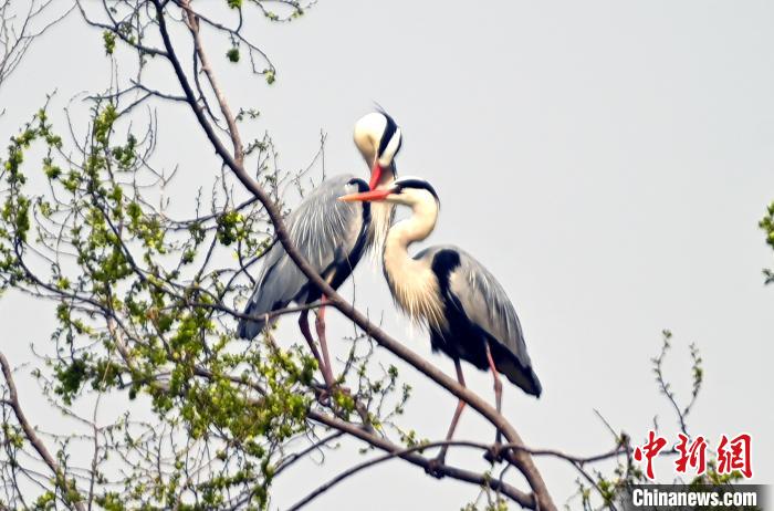 蒼鷺在覓食嬉戲?！“苍?攝