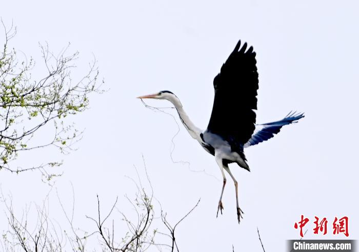 蒼鷺在覓食嬉戲?！“苍?攝