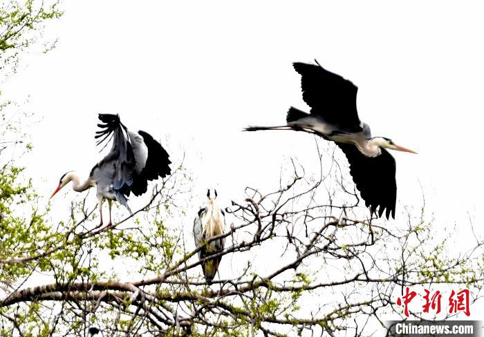 蒼鷺在覓食嬉戲?！“苍?攝