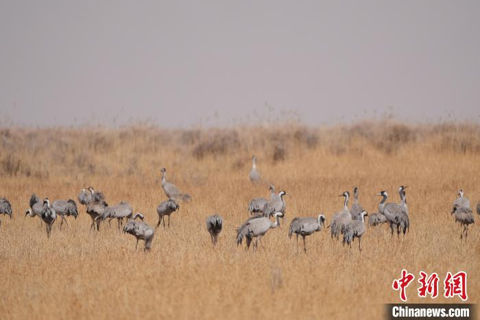 圖為草原上棲息的灰鶴?！∠葘m 攝