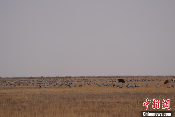 圖為草原上棲息的灰鶴?！∠葘m 攝
