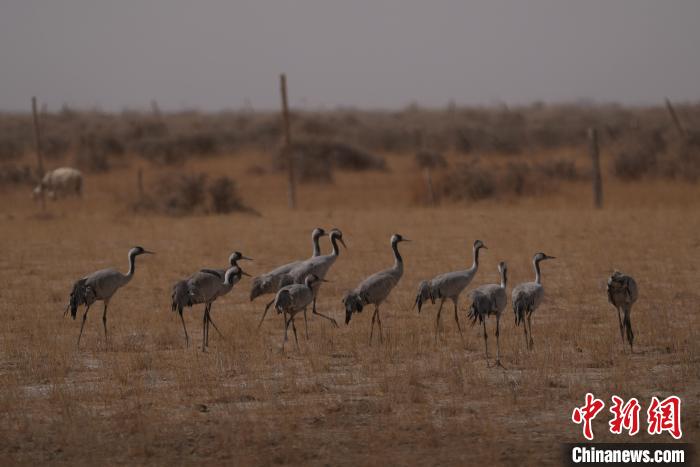 圖為灰鶴?！∠葘m 攝