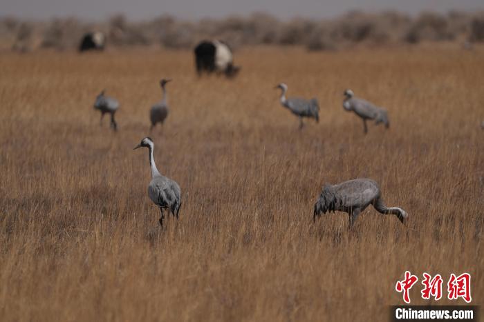 圖為灰鶴?！∠葘m 攝