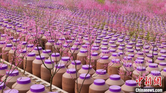 桃花和酒壇相映成趣?！∫足?攝