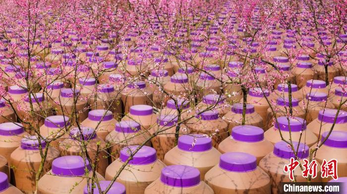 桃花和酒壇相映成趣?！∫足?攝