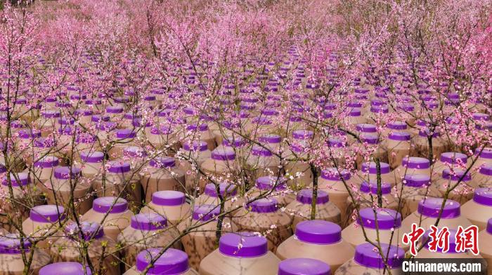 灼灼桃花惹人醉?！∫足?攝