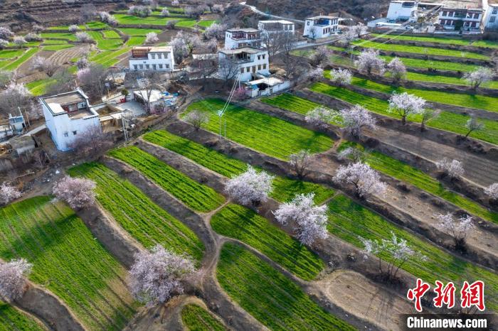 白松鎮(zhèn)層層麥田綠意盎然，與桃林構(gòu)成一幅美麗的鄉(xiāng)村畫卷。　劉忠俊 攝