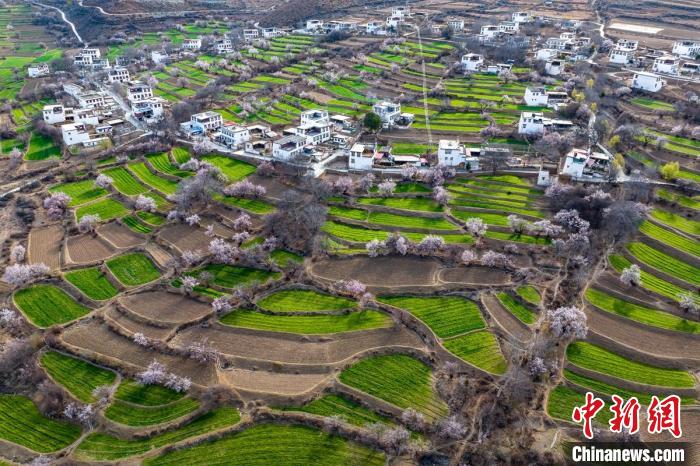 白松鎮(zhèn)桃花林中的白藏房。　劉忠俊 攝