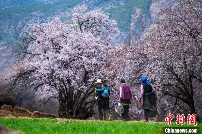 行走在麥田和桃樹下的白松鎮(zhèn)村民?！⒅铱?攝