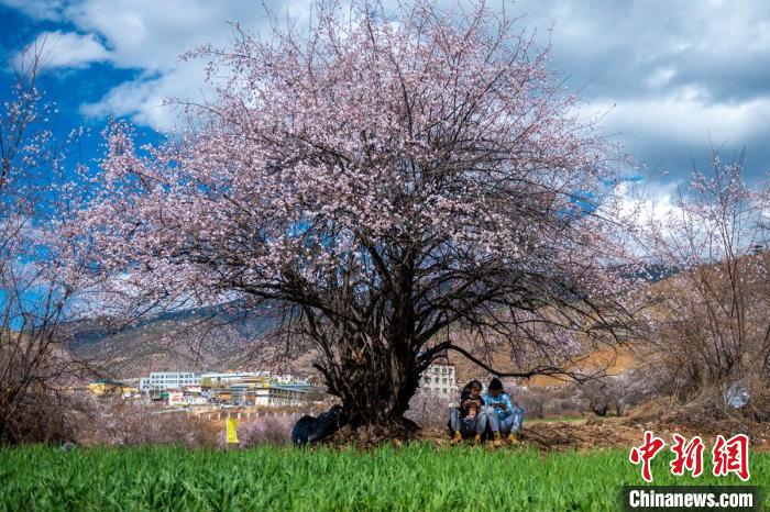 桃花樹下兩名女孩正在玩手機?！⒅铱?攝