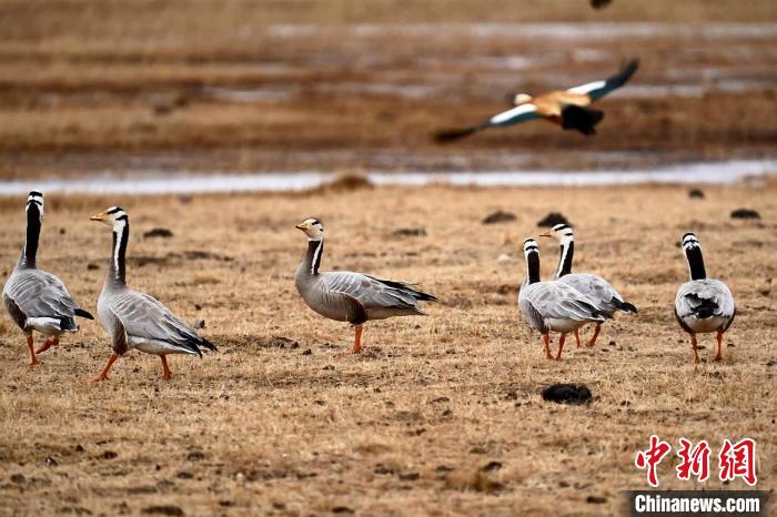 圖為成群的斑頭雁?！“?攝