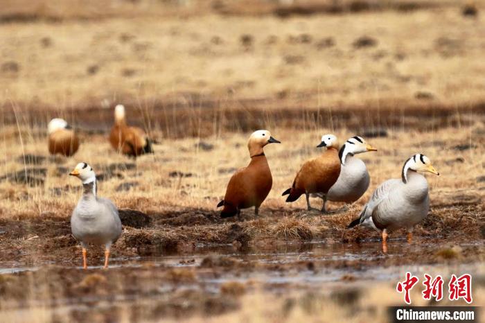 圖為斑頭雁和赤麻鴨?！“?攝