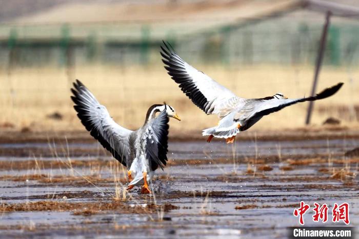 圖為斑頭雁嬉戲飛翔?！“?攝