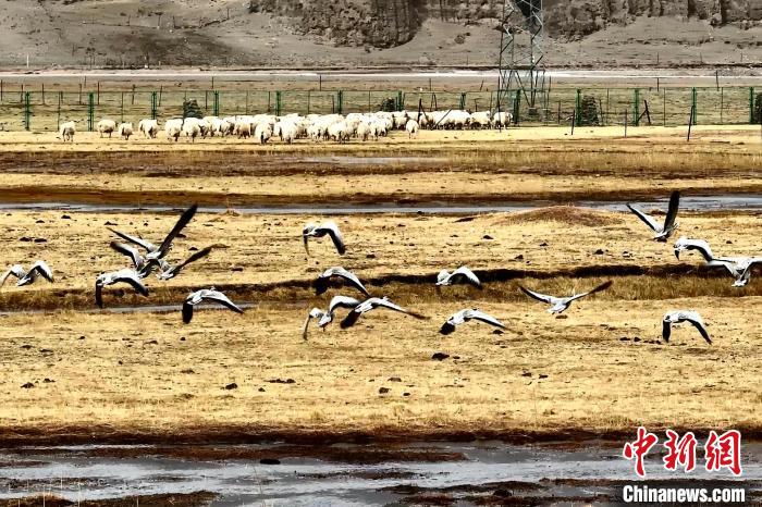 圖為斑頭雁在羊群邊飛翔?！“?攝