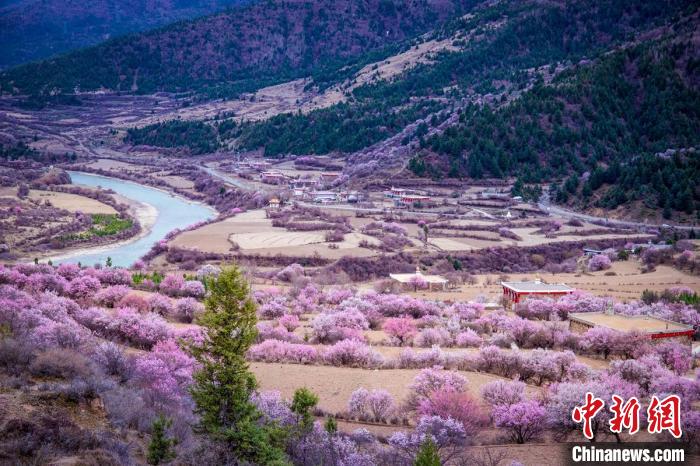 道孚縣麻灣村上千株盛開的杏花將鄉(xiāng)村裝點(diǎn)一新?！『涡秀?攝