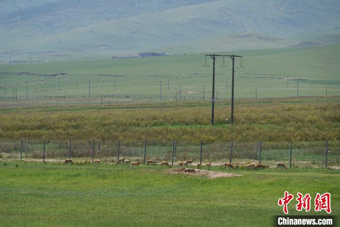 圖為成群普氏原羚在草場(chǎng)上愜意覓食，悠閑自在。　馬銘言 攝