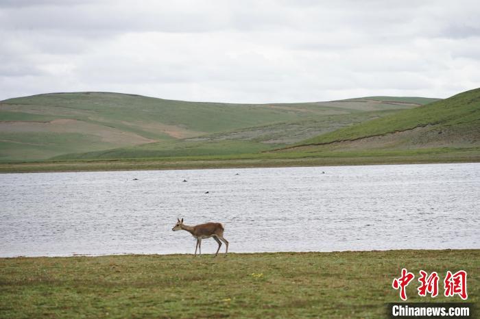圖為藏原羚在扎陵湖岸畔悠閑漫步?！●R銘言 攝