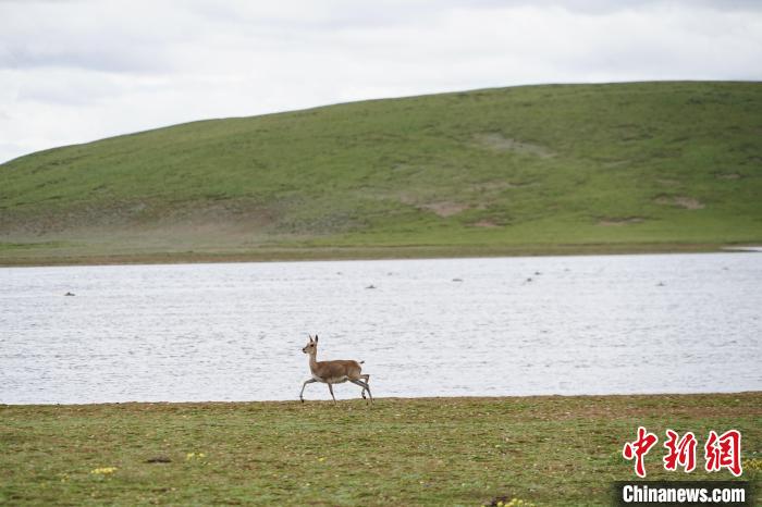 圖為藏原羚在扎陵湖岸畔悠閑漫步?！●R銘言 攝