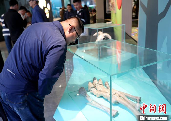 圖為臺(tái)商在祁連山國(guó)家公園生態(tài)科普館內(nèi)觀看標(biāo)本?！⊙Φ?攝