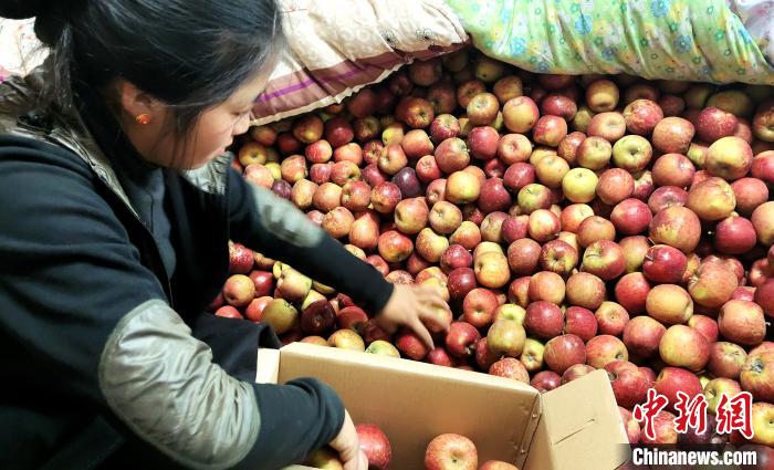 圖為通麥村村民巴桑拉姆精心挑選蘋果進(jìn)行裝箱?！∝暽＠?攝