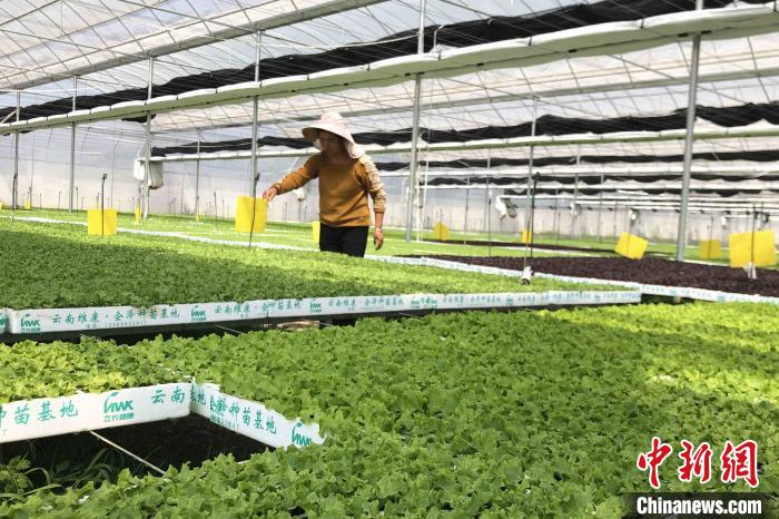 圖為會澤現(xiàn)代化農(nóng)業(yè)產(chǎn)業(yè)扶貧基地內(nèi)，貧困戶成為了產(chǎn)業(yè)工人?！】姵?攝