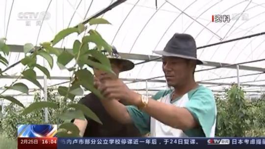 種蘑菇、養(yǎng)駱駝...。。特色產(chǎn)業(yè)助力鄉(xiāng)村振興走新路