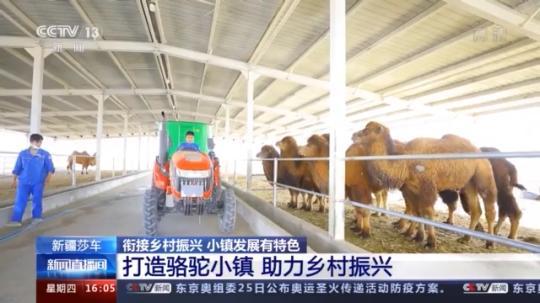 種蘑菇、養(yǎng)駱駝...。。特色產(chǎn)業(yè)助力鄉(xiāng)村振興走新路