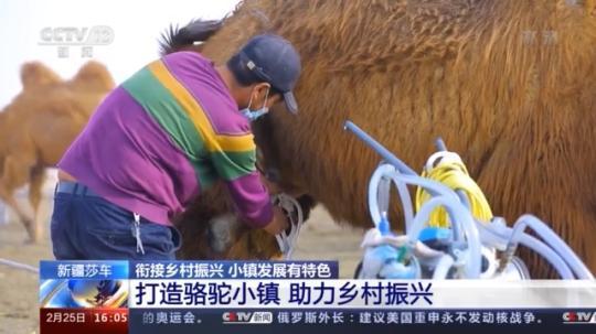 種蘑菇、養(yǎng)駱駝...。。特色產(chǎn)業(yè)助力鄉(xiāng)村振興走新路