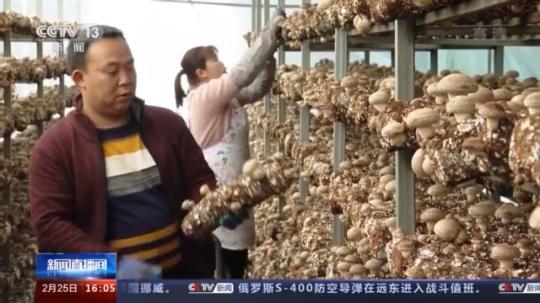 種蘑菇、養(yǎng)駱駝...。。特色產(chǎn)業(yè)助力鄉(xiāng)村振興走新路