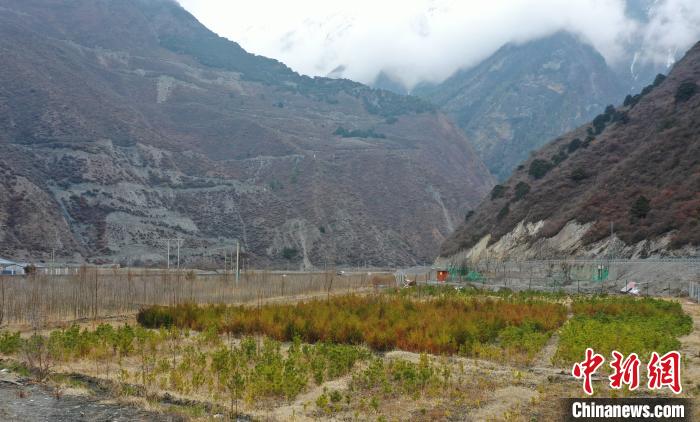 【幸?；ㄩ_新邊疆】山南隆子縣藏族小伙的“綠色夢想”