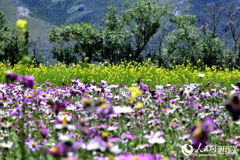油菜花與格?；ㄏ嘤吵扇?。人民網(wǎng) 李海霞攝