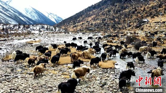 圖為角木那村生態(tài)散養(yǎng)的牦牛正在覓食?！『槿艉?攝