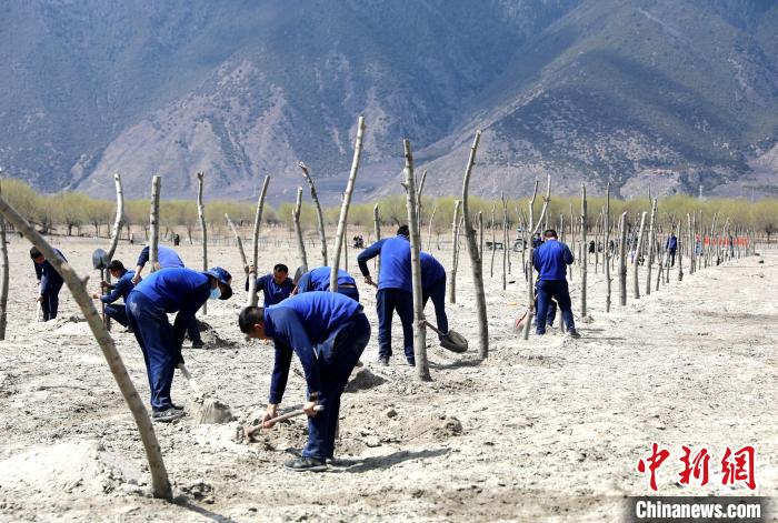 林芝市巴宜區(qū)森林消防中隊(duì)志愿服務(wù)隊(duì)熱火朝天的植樹現(xiàn)場?！∥骼@拉翁 攝