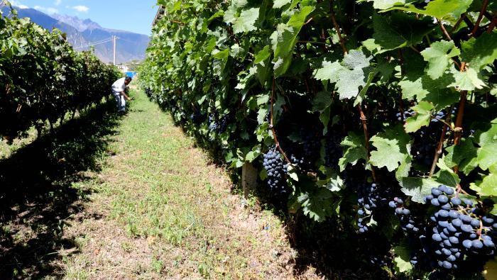 昌都芒康縣依托“兩江流域”干熱河谷地帶地理優(yōu)勢將康巴蜜橘、蘋果、甜石榴、葡萄、蜜桃等經(jīng)濟(jì)林木種植。　昌都市芒康縣委宣傳部供圖