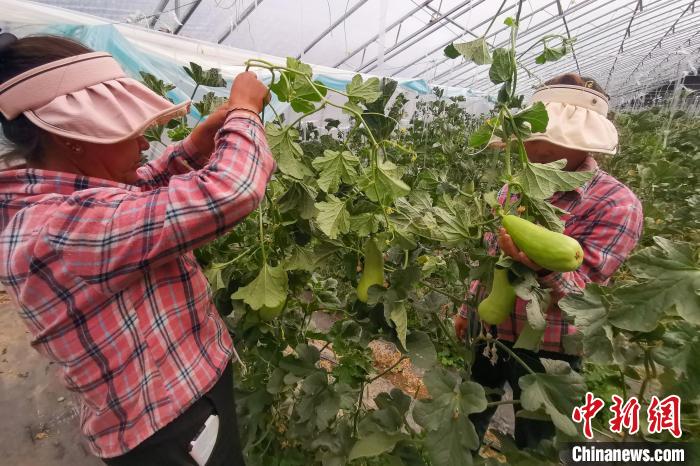 工作人員打理高原溫室大棚。　劉建軍 攝