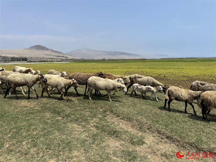 當(dāng)?shù)貢r間11月15日，羊群在錢凱港附近的圣羅莎濕地棲息。人民網(wǎng)記者 周雨攝