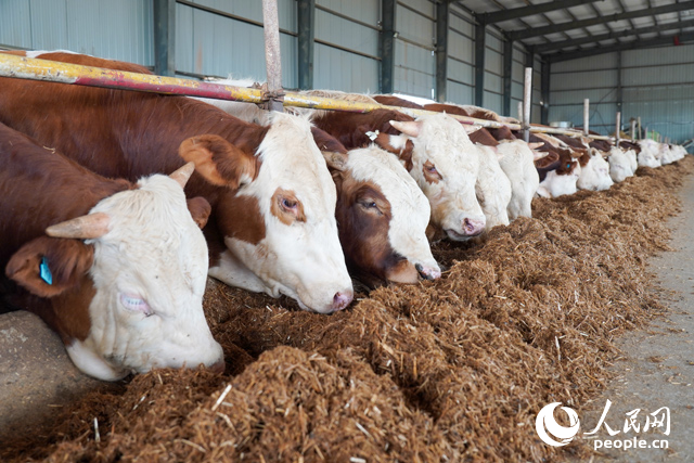 在思博農(nóng)業(yè)科技有限公司內(nèi)，肉牛正在吃秸稈轉(zhuǎn)化的飼料。人民網(wǎng)記者 陳若天攝