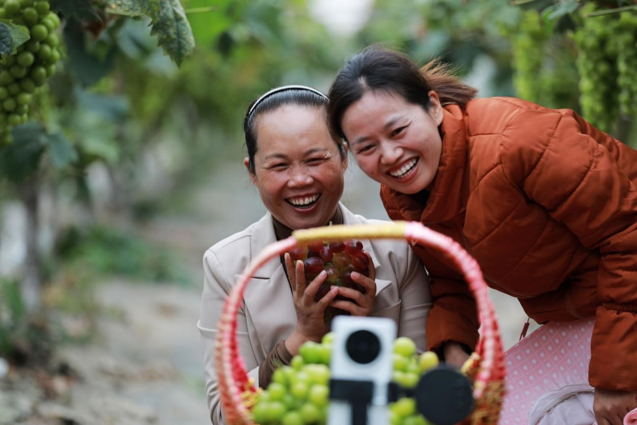 2024年10月6日，果農(nóng)在貴州省黔西市金碧鎮(zhèn)新蘭村葡萄園里進(jìn)行直播銷售。來(lái)源：人民圖片