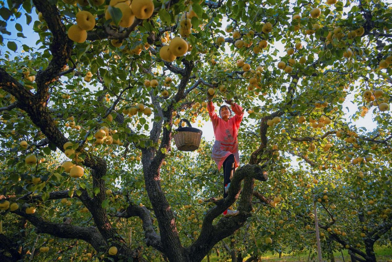 2024年10月4日，安徽省宿州市碭山縣程莊鎮(zhèn)衡樓村百年老梨園里，梨農(nóng)在忙著采摘酥梨。來(lái)源:人民圖片