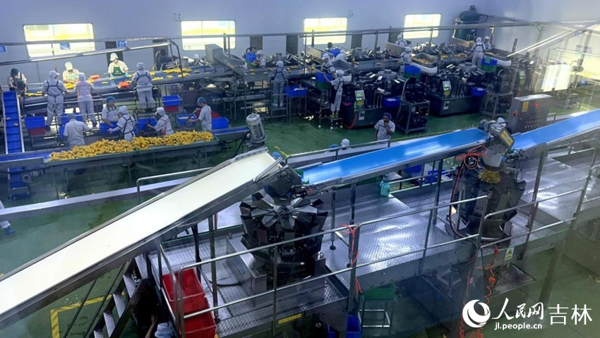 吉林省農(nóng)嫂食品有限公司生產(chǎn)車間內(nèi)一片火熱。人民網(wǎng)記者 王海躍攝