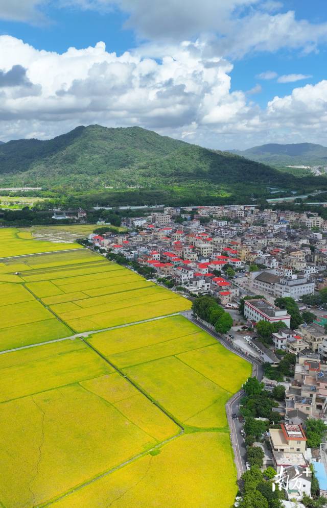 崖口村全景。