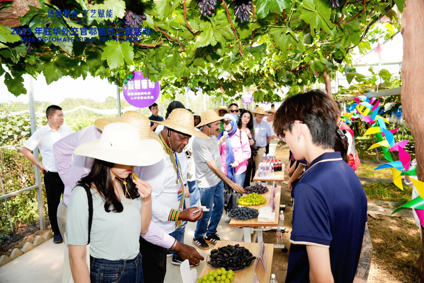 智慧“種”進(jìn)葡萄園 駐華外交官品讀鄉(xiāng)村振興“中國(guó)甜”_fororder_圖片1