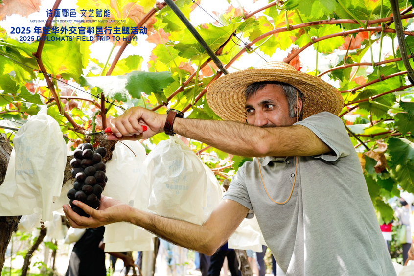 智慧“種”進(jìn)葡萄園 駐華外交官品讀鄉(xiāng)村振興“中國(guó)甜”_fororder_圖片6