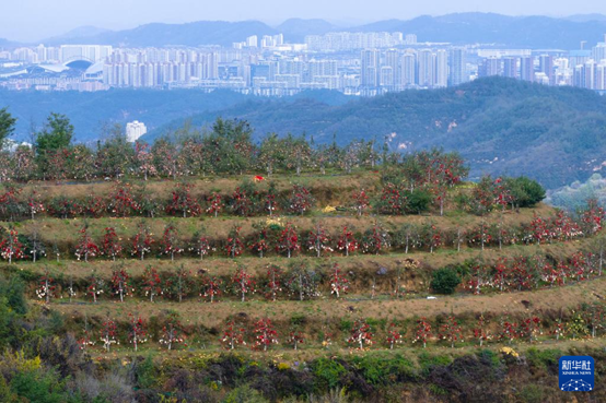 【高質(zhì)量發(fā)展看陜西】“上天”的延安蘋果，蘊藏哪些新質(zhì)生產(chǎn)力