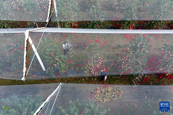 【高質(zhì)量發(fā)展看陜西】“上天”的延安蘋果，蘊藏哪些新質(zhì)生產(chǎn)力